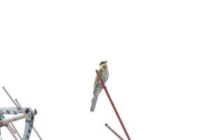 comedor de abelha de cauda azul em uma antena procurando insetos para comer foto