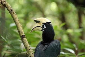 calau oriental em um mangue olhando para a câmera foto