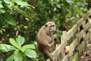 Macaco de cauda longa, olhando para o céu ou para o chão foto