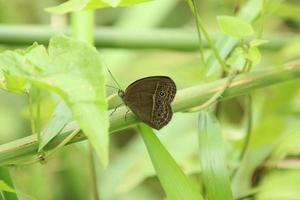 borboleta marrom de arbusto em uma folha de grama foto