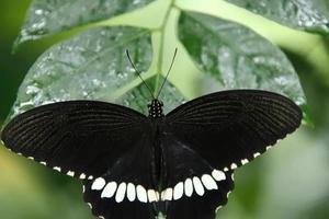 borboleta rabo de andorinha mórmon comum descansando em uma folha sob a sombra foto