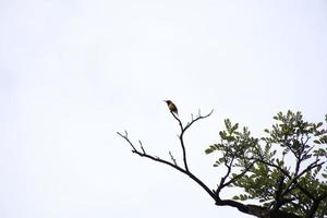 sunbird de costas verde-oliva empoleirado no topo de um galho de árvore foto