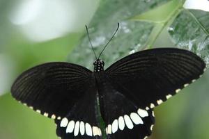 borboleta rabo de andorinha mórmon comum descansando em uma folha sob a sombra foto