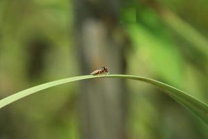 insetos que vivem em um mangue de reserva de parque natural foto