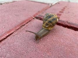 um pequeno caracol com concha e antenas rasteja ao longo da estrada de lajes de pavimentação rosa. visão próxima foto