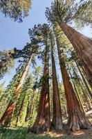 sequóias em mariposa grove, parque nacional de yosemite foto