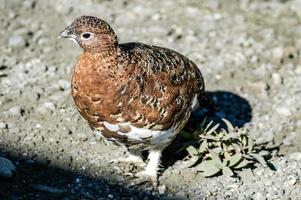 closeup de um único ptarmigan de salgueiro selvagem andando no parque nacional denali, alasca. foto