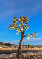 bela paisagem no parque nacional joshua tree na califórnia à noite. foto