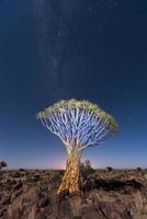 Quiver Tree Forest - Nambia foto