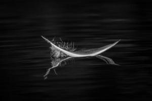 pena de pássaro em preto e branco foto