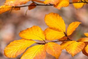 folhas de plantas no outono foto