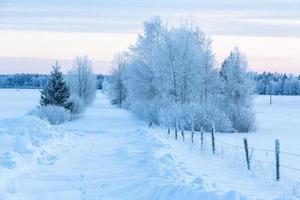 paisagens de inverno na estônia foto