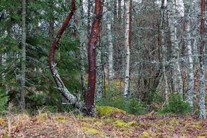 florestas perenes de pinheiros e abetos foto