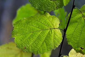 folhas de plantas no outono foto