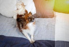 encantador cão papillon deitado na cama dos proprietários foto