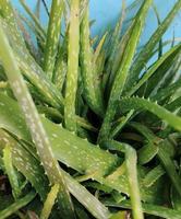 aloe vera planta aloe vera tem sido muito utilizada na medicina tradicional. foto