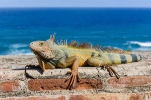 iguana descansando ao longo das paredes da fortaleza de el morro em san juan, porto rico foto