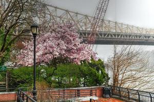 sutton place park north na primavera enquanto as árvores estão florescendo com vista para a ponte queensboro na cidade de nova york. foto