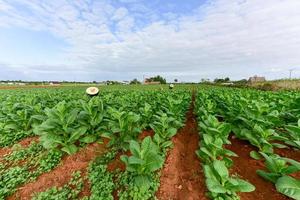 campo de tabaco no vale de Vinales, ao norte de Cuba. foto