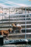 cães grandes e pequenos em instalações para animais de estimação, abrigo de animais ou canil foto
