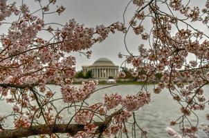 flores de cerejeira na bacia de maré e memorial jefferson durante a primavera em washington, dc. foto