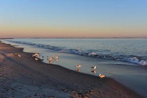 gaivotas e pôr do sol na praia de coney island foto