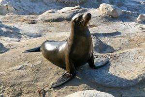 leões marinhos da Califórnia nas rochas em la jolla cove, san diego, califórnia foto