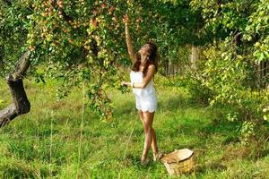 mulher feliz no jardim durante uma colheita de maçãs foto