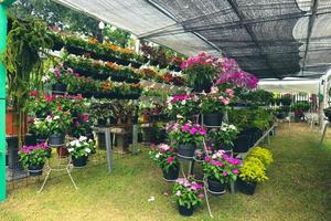 uma floricultura que vende vários tipos de flores, uma das quais é a planta de flor de vinca rosa ou a pervinca de madagascar foto