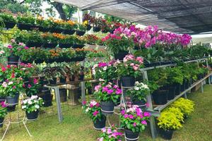 uma floricultura que vende vários tipos de flores, uma das quais é a planta de flor de vinca rosa ou a pervinca de madagascar foto