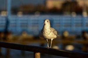 gaivota descansando em um píer ao pôr do sol. foto