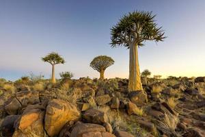 Quiver Tree Forest - Nambia foto