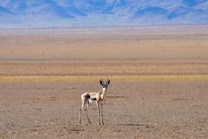 gazela e paisagem do deserto - namibrand, namíbia foto