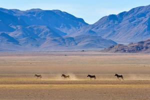 paisagem de zebra e deserto - namibrand, namíbia foto