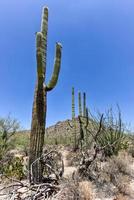 enorme cacto no parque nacional saguaro no arizona. foto