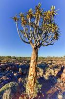 Quiver Tree Forest - Nambia foto