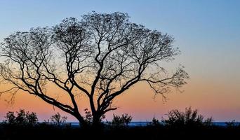 árvore africana ao pôr do sol, zâmbia foto