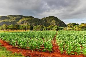 plantação de tabaco no vale de Vinales, ao norte de Cuba. foto