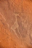 gravuras rupestres do bosquímano - namíbia foto