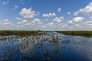 pântano da flórida no parque nacional de everglades, nos eua. lugar popular para turistas, natureza selvagem e animais. foto