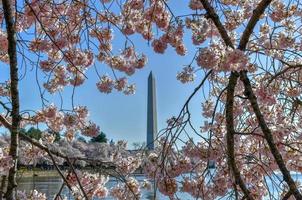 monumento de washington e flores de cerejeira na bacia de maré durante a primavera em washington, dc. foto