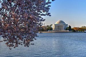 flores de cerejeira na bacia das marés durante a primavera em washington, dc. foto