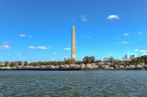 monumento de washington e flores de cerejeira na bacia de maré durante a primavera em washington, dc. foto