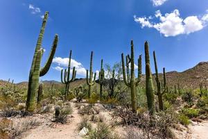 enorme cacto no parque nacional saguaro no arizona. foto