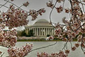 flores de cerejeira na bacia de maré e memorial jefferson durante a primavera em washington, dc. foto