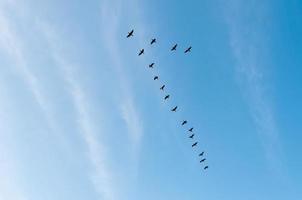 guindastes voando em formação av foto