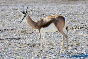 gazela no parque nacional de etosha foto