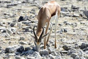 gazela no parque nacional de etosha foto