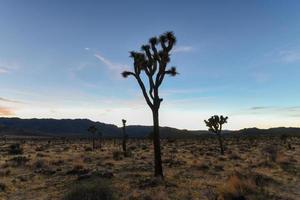 bela paisagem no parque nacional joshua tree na califórnia à noite. foto