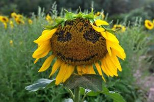 close-up de um girassol com um sorriso em um labirinto de girassóis no condado de sussex, nova jersey. foto